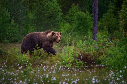 Medvěd hnědý (Ursus arctos)