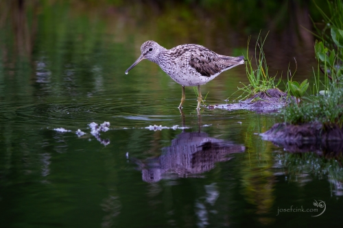 Vodouš šedý (Tringa nebularia)