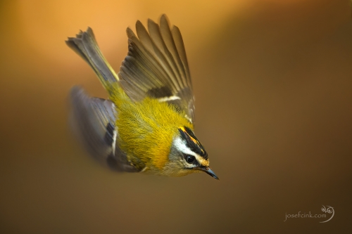 Králíček ohnivý (Regulus ignicapilla)