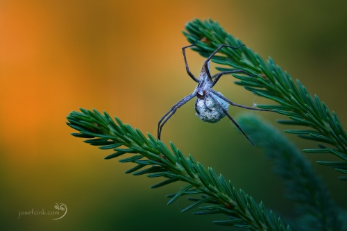 Lovčík hajní (Pisaura mirabilis)
