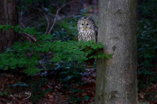 Puštík bělavý (Strix uralensis)