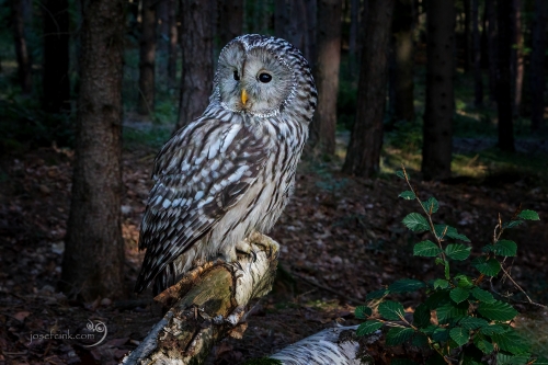 Puštík bělavý (Strix uralensis)