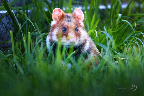 Křeček polní (Cricetus cricetus)