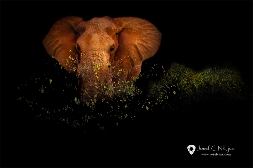 Slon africký (Loxodonta africana) - Keňa, Národní park Tsavo
