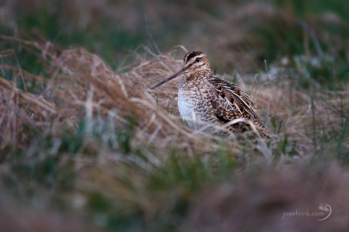 Bekasina otavní (Gallinago gallinago)