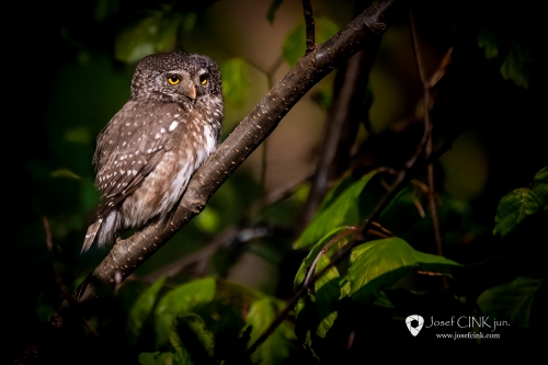 Kulíšek nejmenší (Glaucidium passerinum)