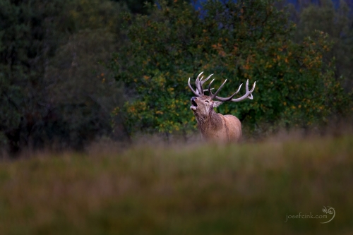Jelen evropský (Cervus elaphus)