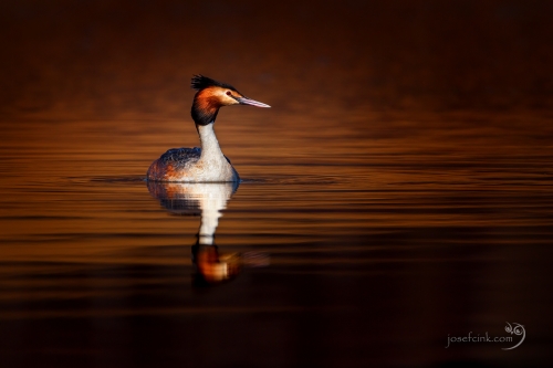 Potápka roháč (Podiceps cristatus)