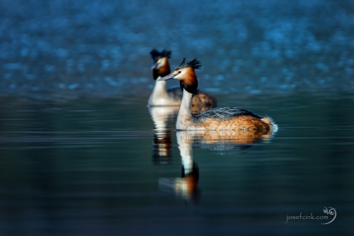 Potápka roháč (Podiceps cristatus)