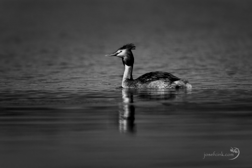 Potápka roháč (Podiceps cristatus)