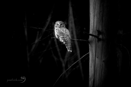 Puštík bělavý (Strix uralensis)