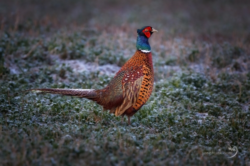 Bažant obecný (Phasianus colchicus)