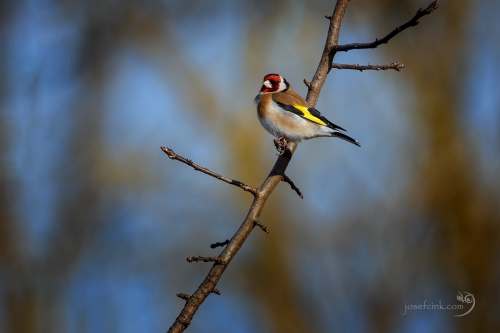 Stehlík obecný (Carduelis carduelis)