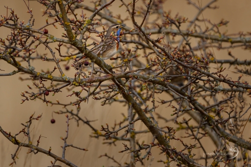 Slavík modráček středoevropský (Luscinia svecica cyanecula)