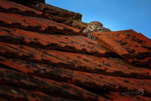 Sýček obecný (Athene noctua)