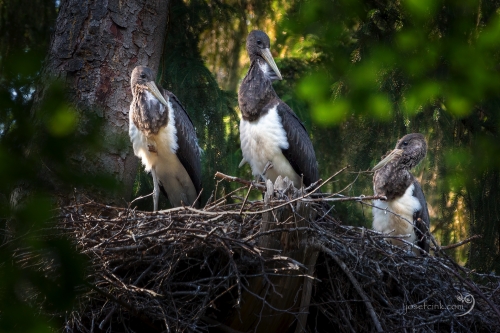 Čáp černý (Ciconia nigra)