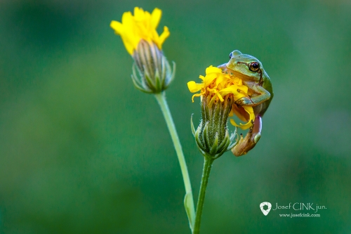 Rosnička zelená (Hyla arborea)