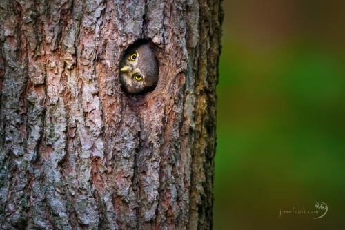 Kulíšek nejmenší (Glaucidium passerinum)